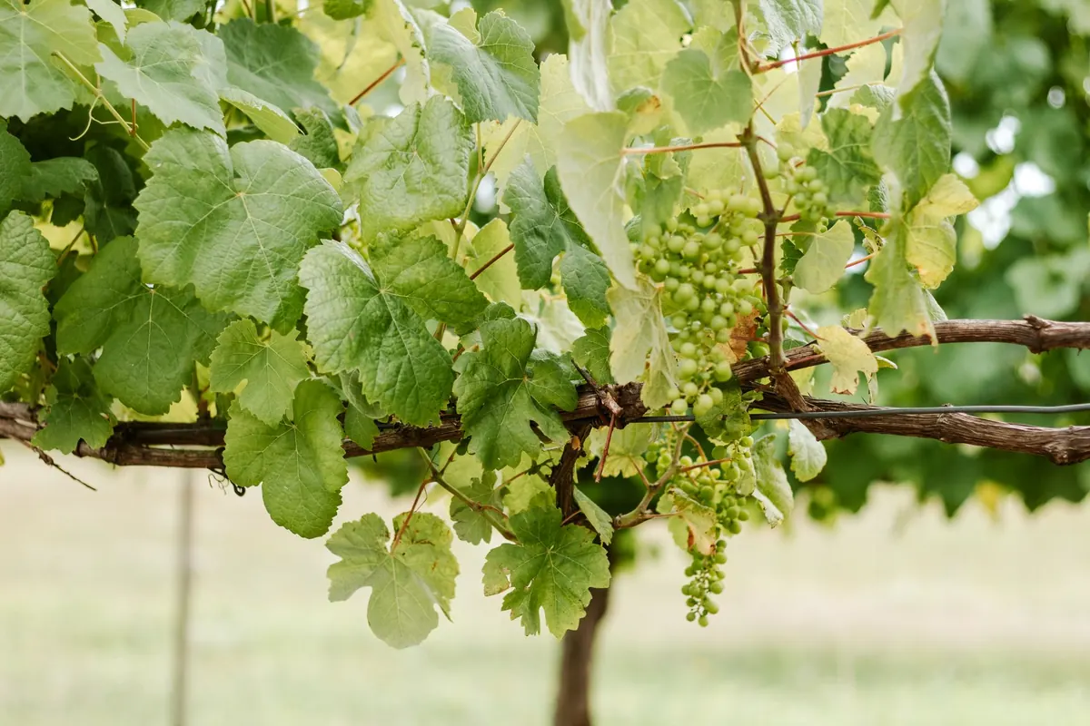 Old Vines vs Young Vines: What Vine Age Means for Wine Quality and Price