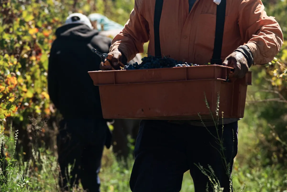 Vintage Variation Explained: Why the Same Wine Tastes Different Each Year